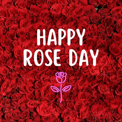 happy rose day images with red rose and white text