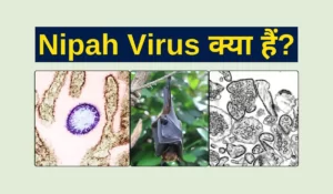 nipah virus kya hai in hindi