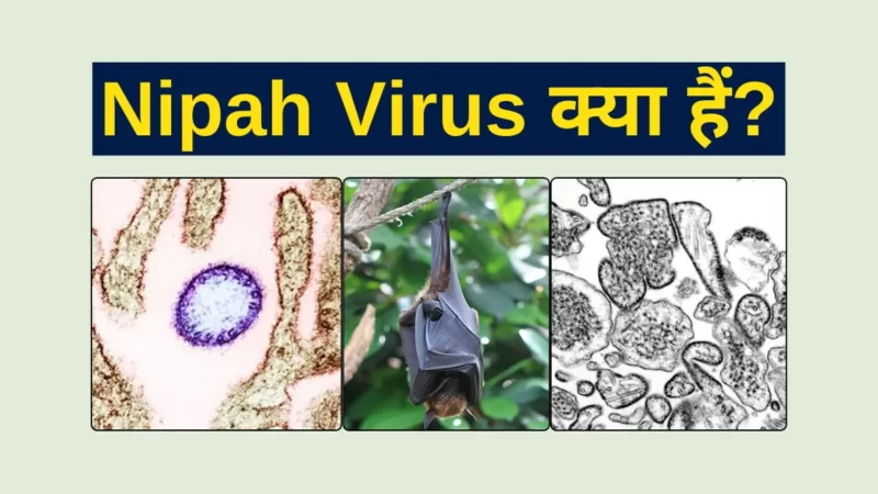 निपाह वायरस क्या है? (Nipah Virus kya hai) Symptoms, Transmission और बचाव के उपाय