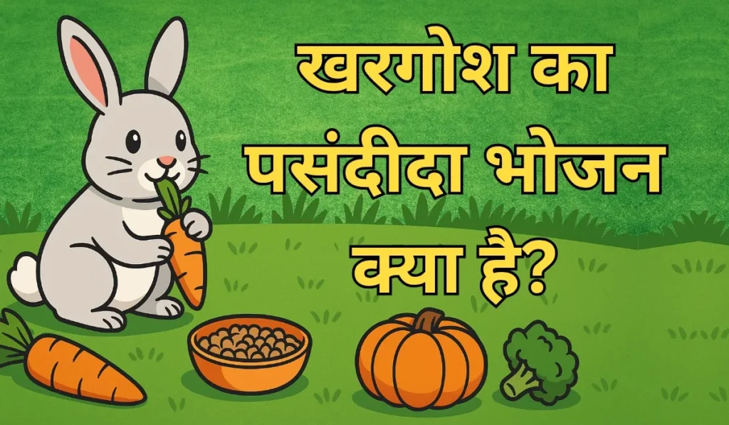Khargosh Ka Favourite Khana Kaun Sa Hai
